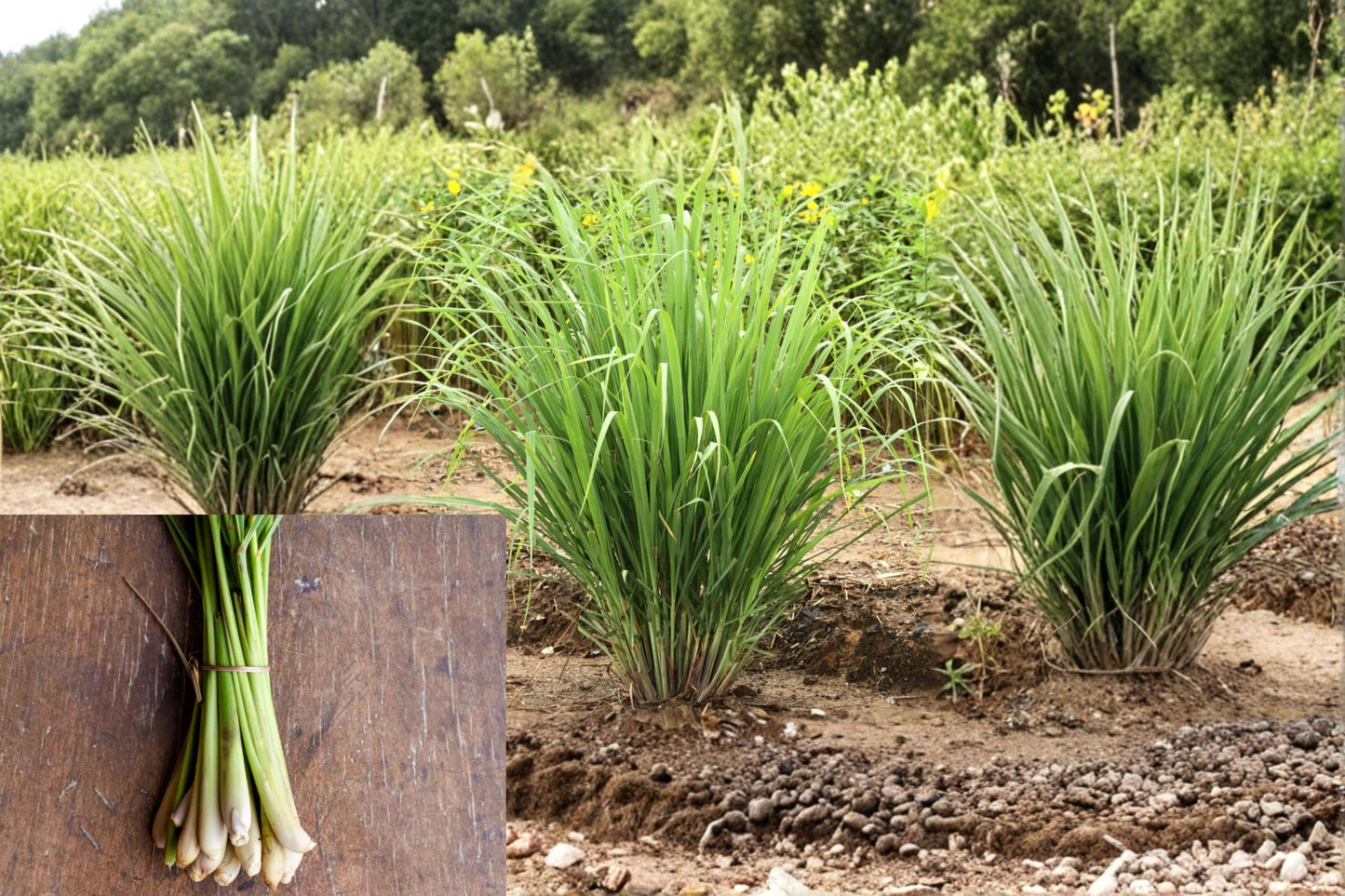 5 Live Lemongrass Plants – 4–8" Tall – Culinary Herb – Cymbopogon