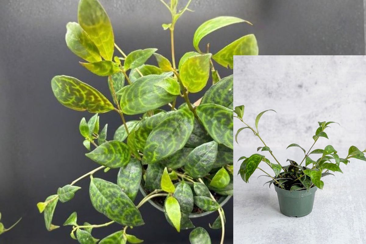 Black Pagoda Lipstick Plant, Live Potted Trailing Houseplant, Green Variegated Tropical Indoor Plant