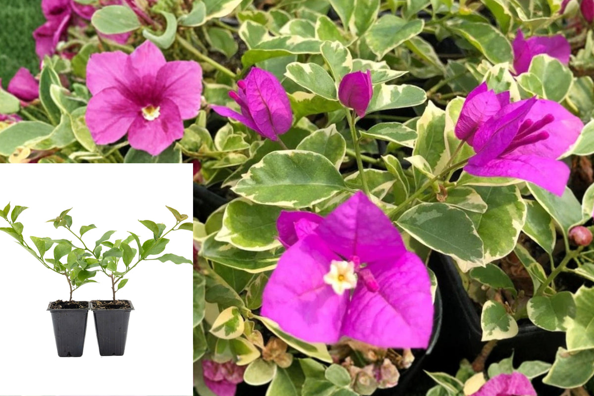 2 Blueberry Ice Bougainvillea Live Plants, 5–9 Inch Rooted Flowering Vine Starters, Outdoor Patio Garden