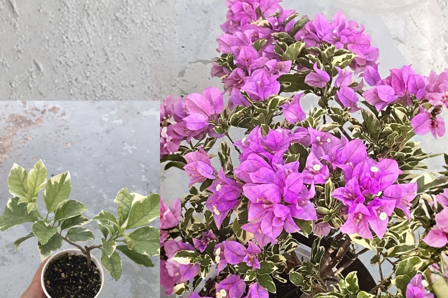 Bougainvillea ‘Blueberry Ice’ Live Plant – Pink Variegated Tropical Vine