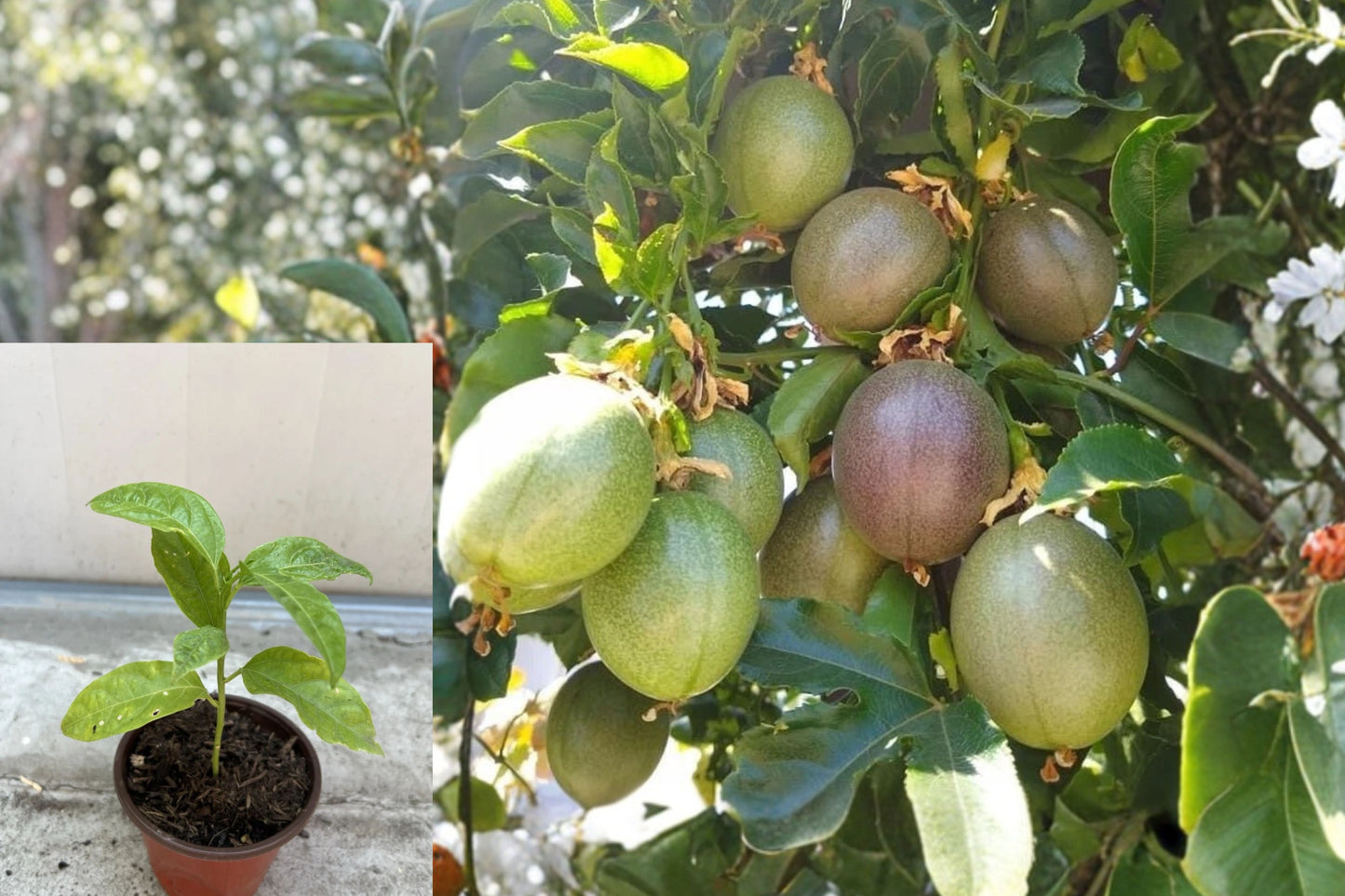 Passion Fruit Live Plant – 6 Inch Starter Plant – Passiflora edulis