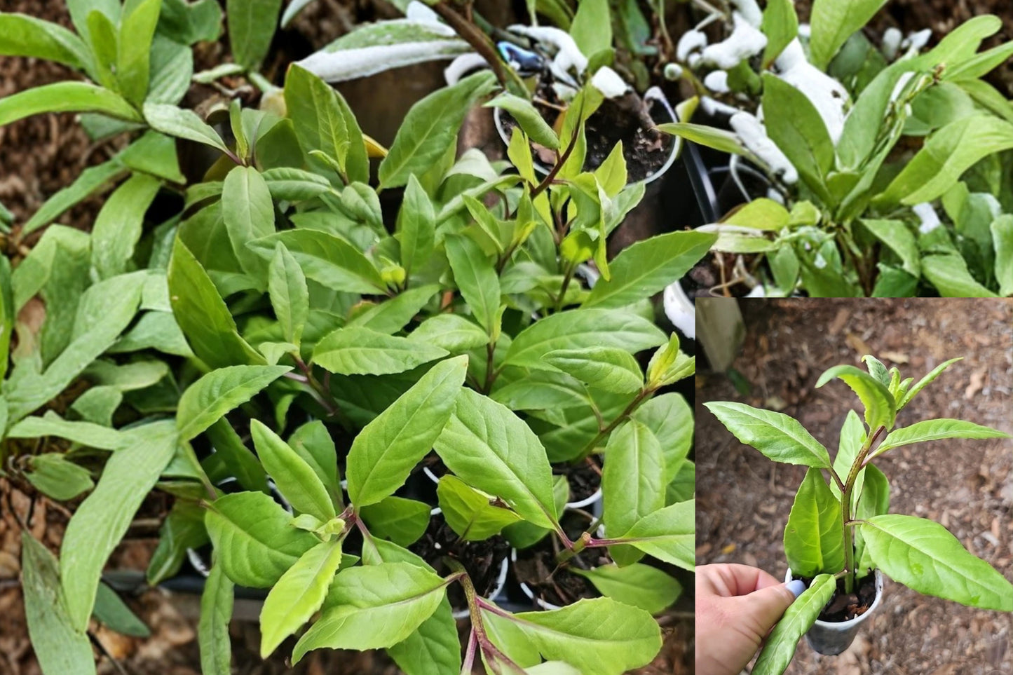 Longevity Spinach Live Starter Plant – Gynura procumbens
