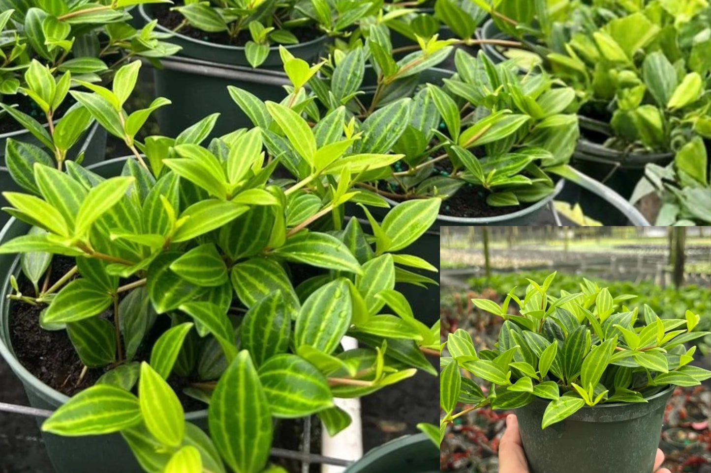 Peperomia Diamond Live Plant – 1 Potted Houseplant in 6-Inch Pot – Peperomia