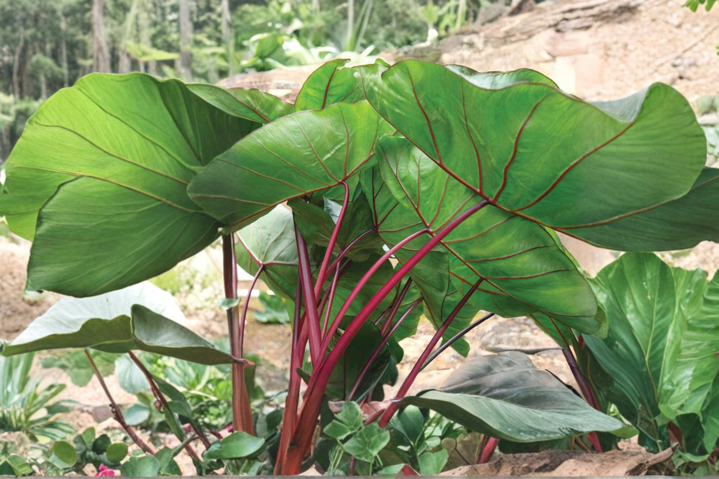 Hawaiian Punch Colocasia 1 Live Plant – 3" Pot – Elephant Ear