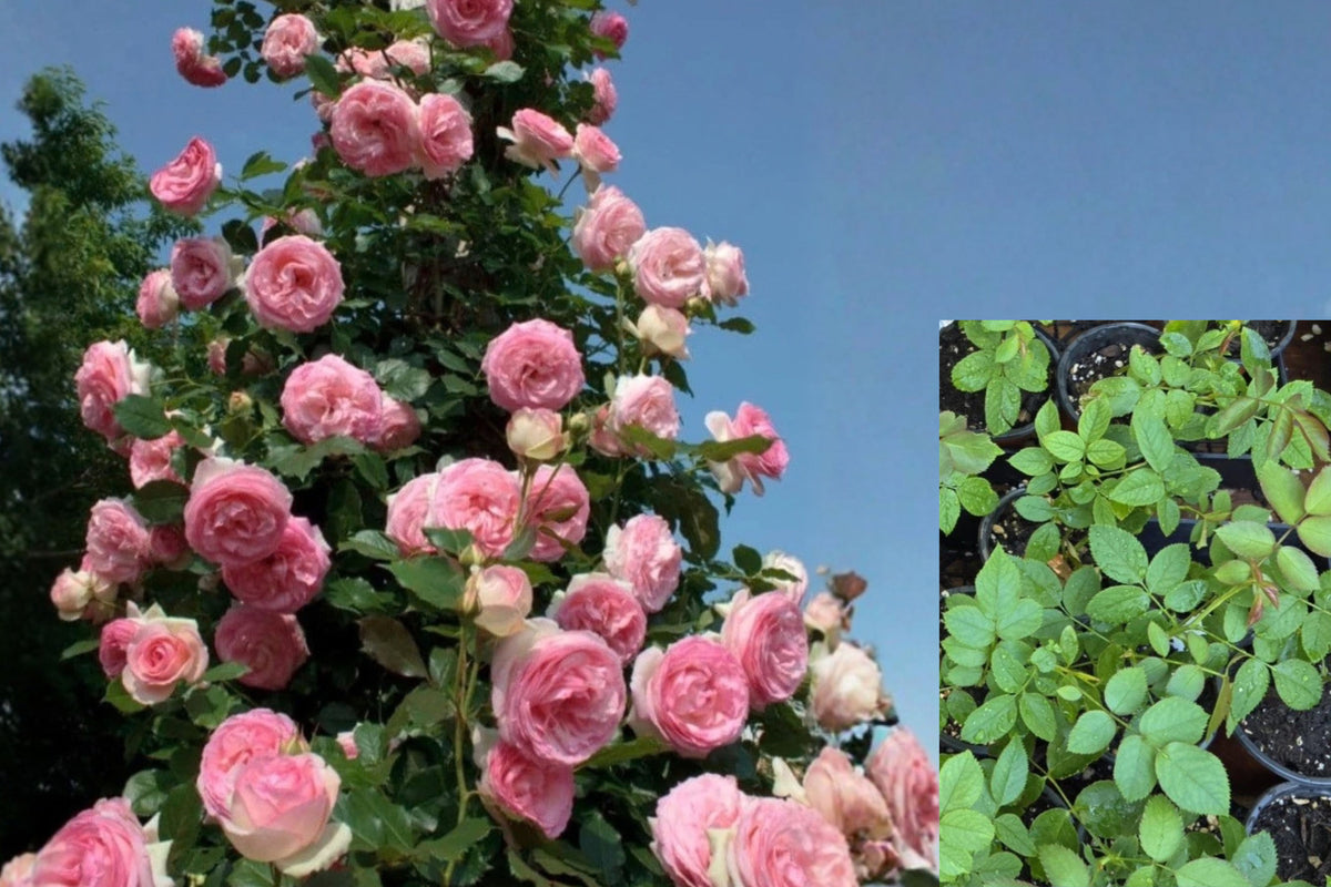 Eden Climber 'Pierre de Ronsard' Live Rose – 4-Inch Pot – Rosa