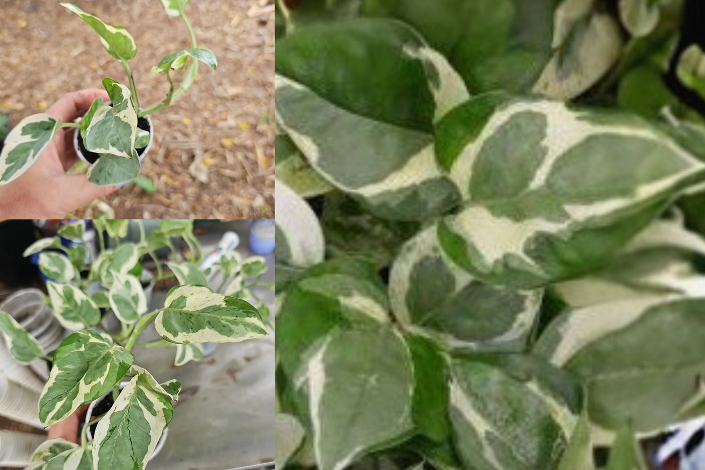Pearls and Jade Pothos Live Plant 2.5-Inch Pot – Epipremnum aureum
