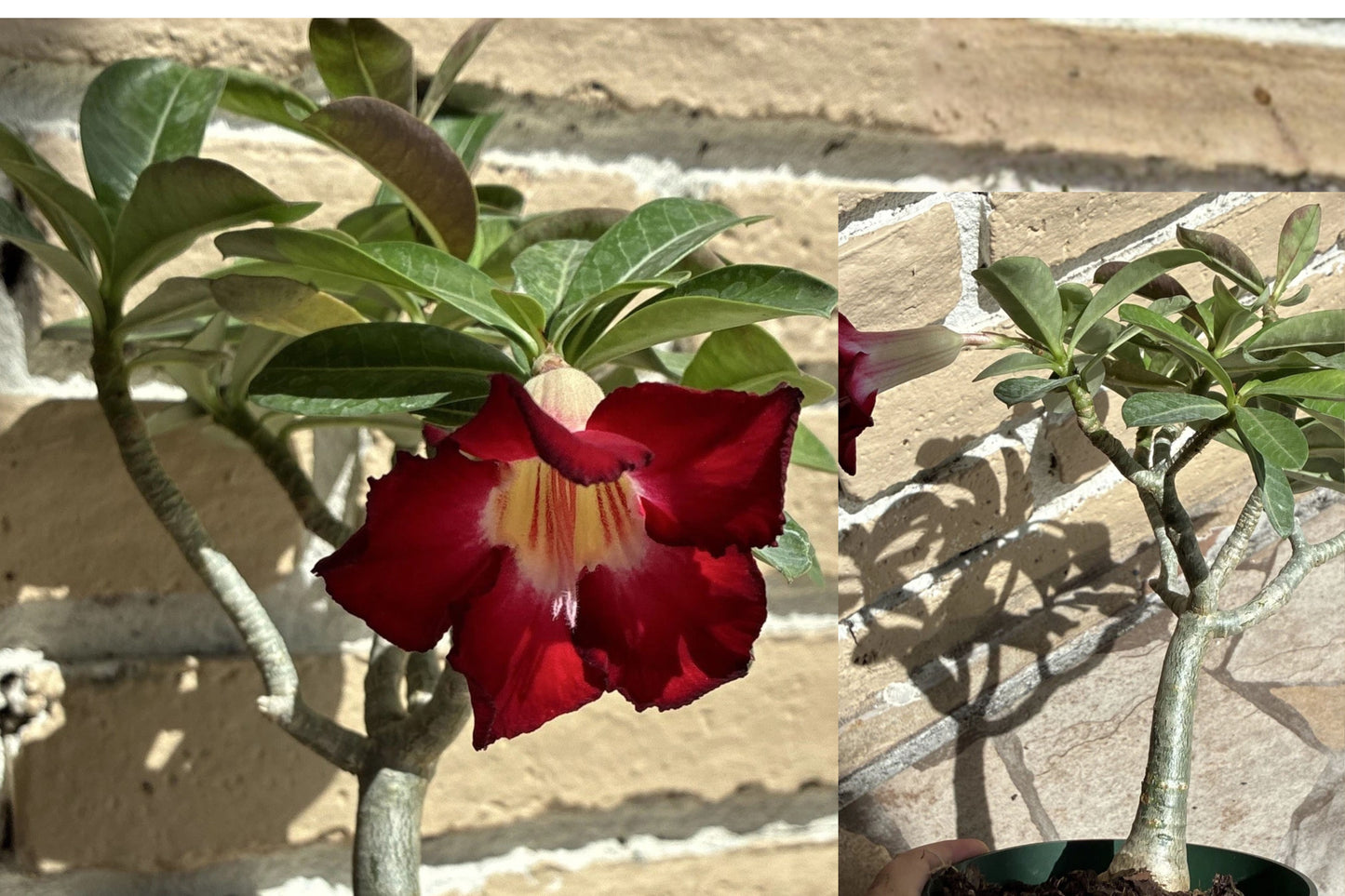 Desert Rose 1 Live Plant – 12" Tall – Adenium obesum