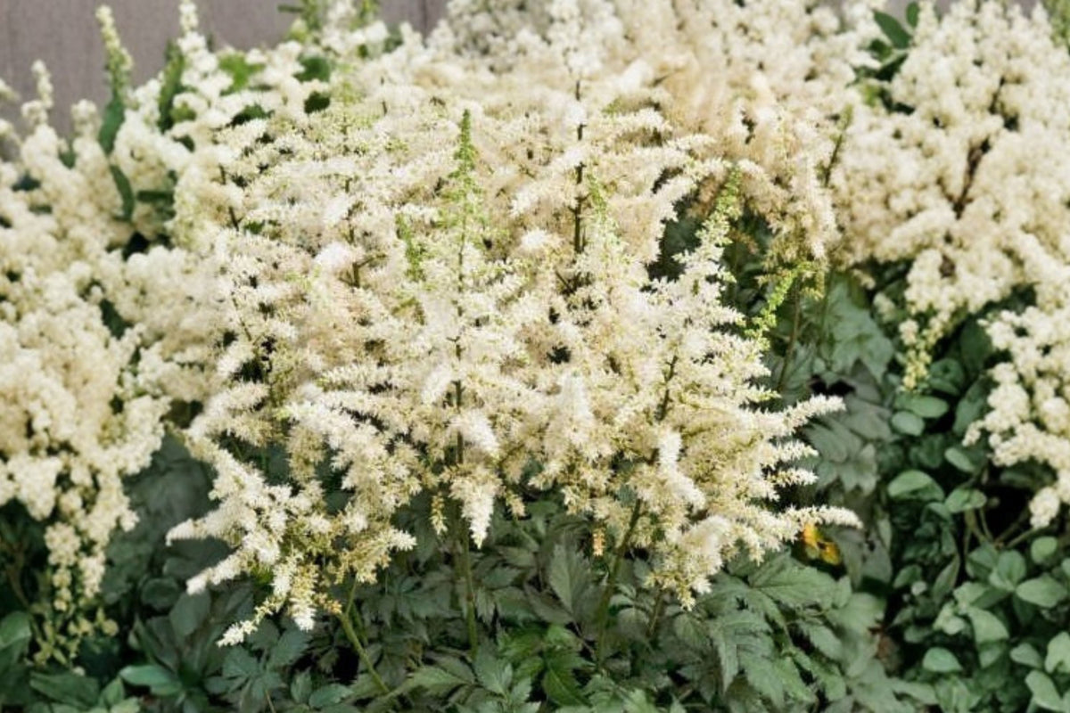 Astilbe ‘Vision in White’ Live Bare Root Starter Plant – White Flowers – Astilbe spp.