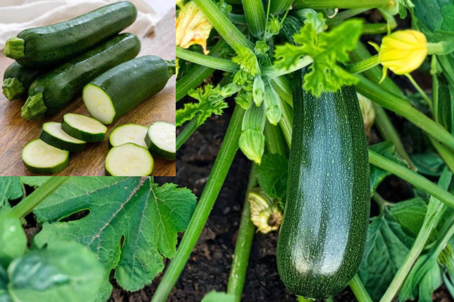 2 Green Zucchini Live Plants – 3–5" Tall – 4" Pot – Cucurbita pepo