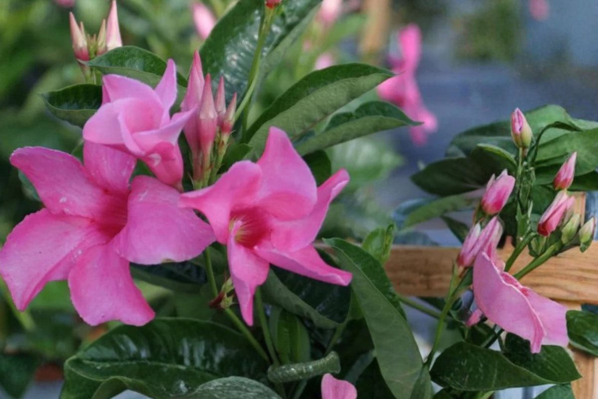 2 Live Pink Mandevilla Plants, 4–6 Inch Tropical Flowering Vines, Rooted Starter Plants, Climbing Garden Plants, Ships Without Pots