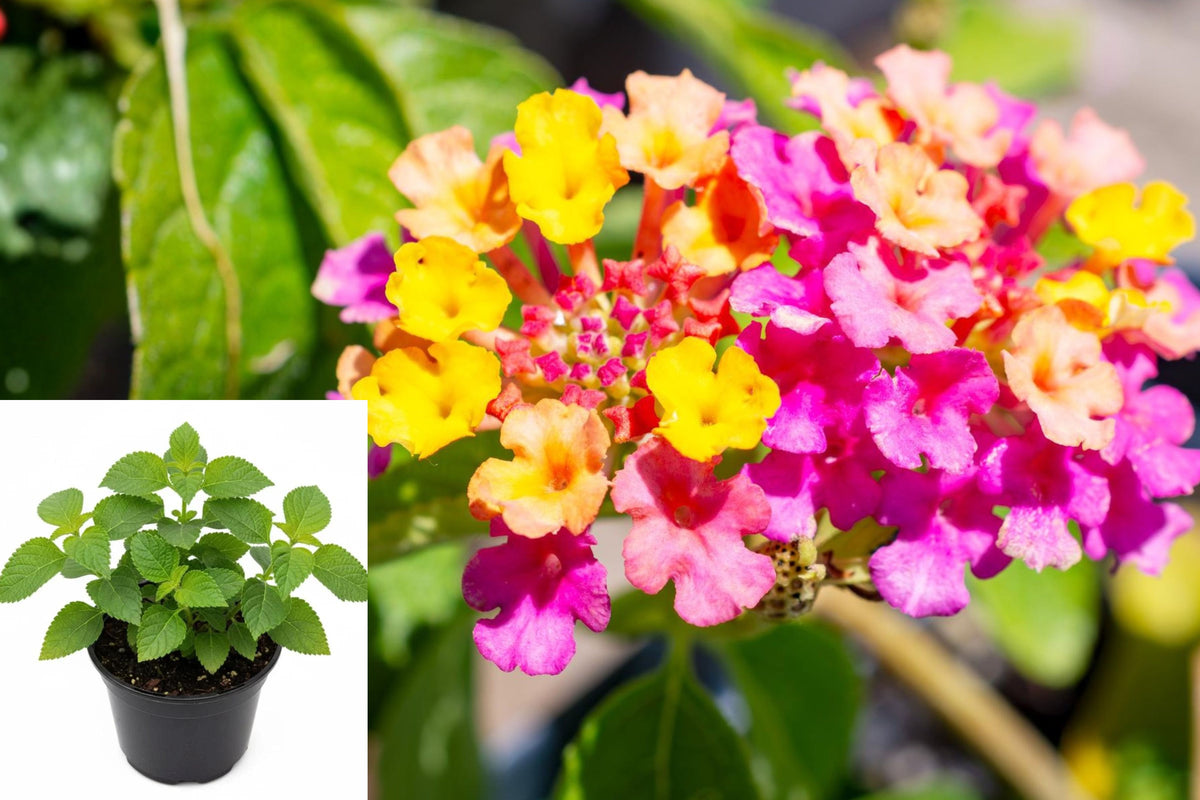 Live Lantana Plant, Mixed Color Flowering Shrub, 4 Inch Starter Plant, Heat Tolerant Outdoor Garden Plant