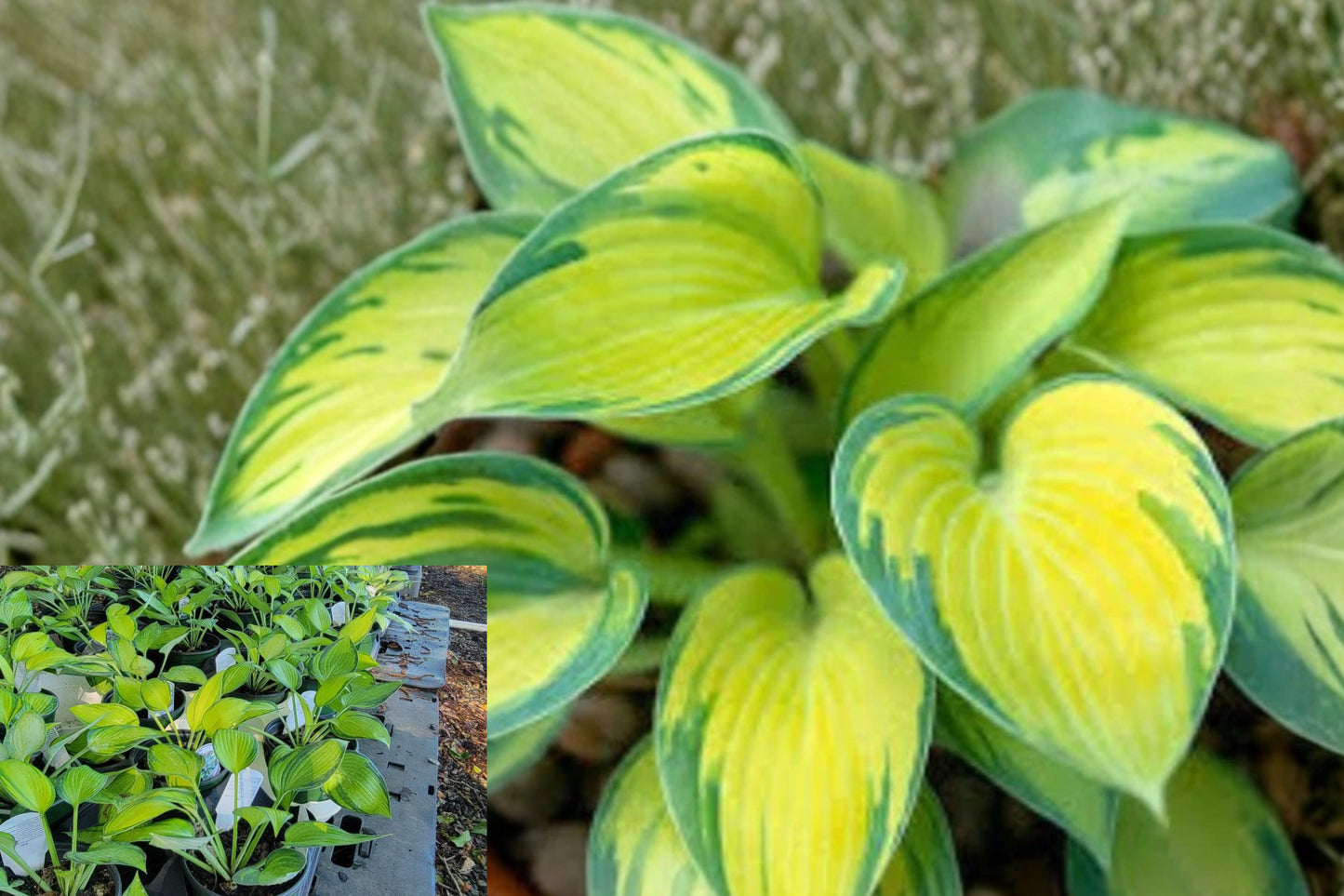 June Variegated Hosta Live Plant – 1 Quart Grow Bag – Hosta ‘June’
