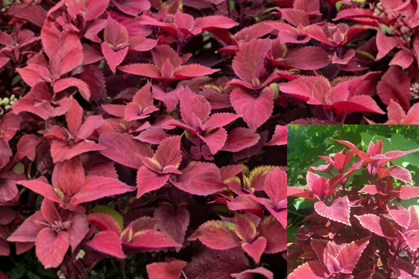 3 Ox Blood Coleus Live Plants – 4–6" Tall – No Pot – Coleus