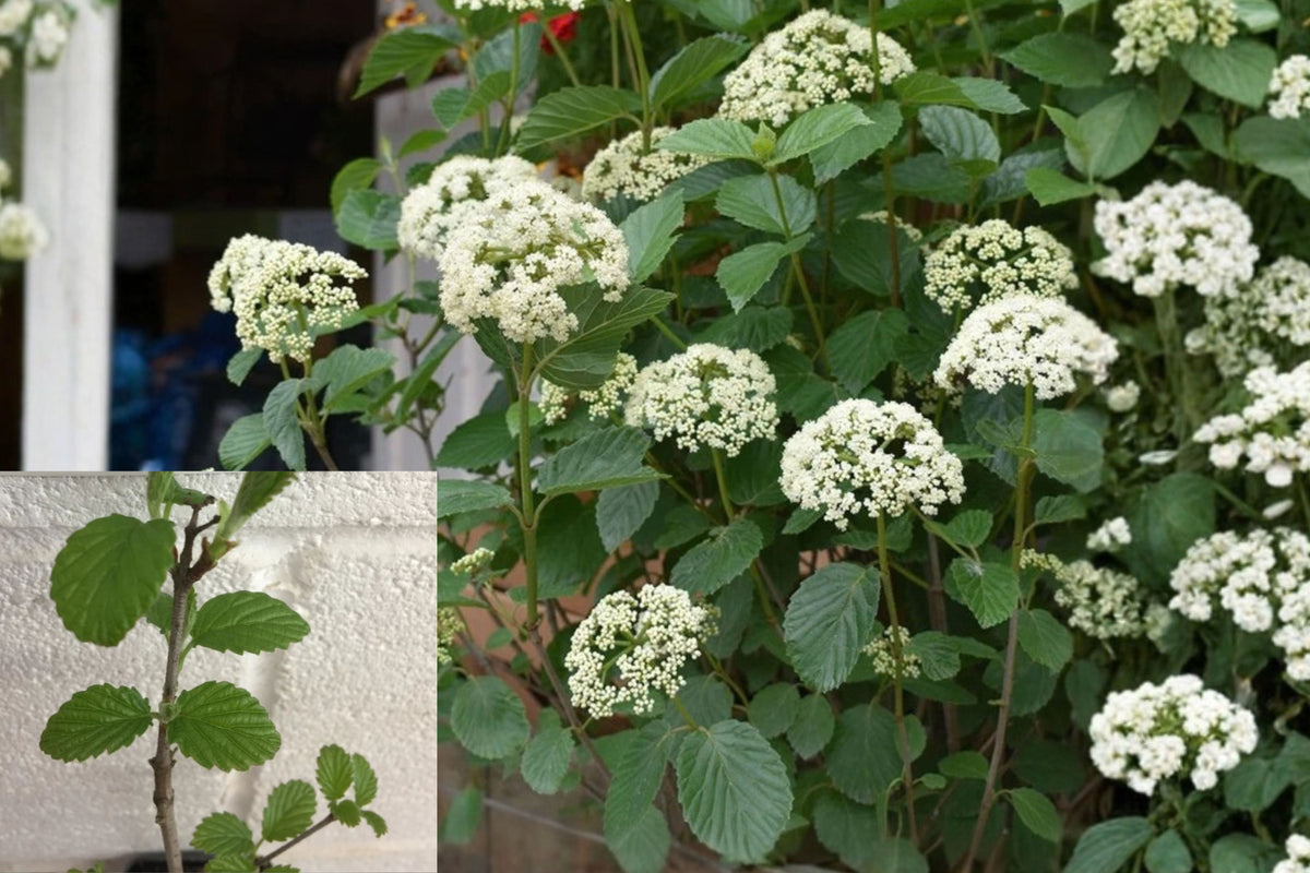 Chicago Lustre Viburnum Live Plant – 6–10 Inch – 2.5 Inch Pot – Viburnum dentatum