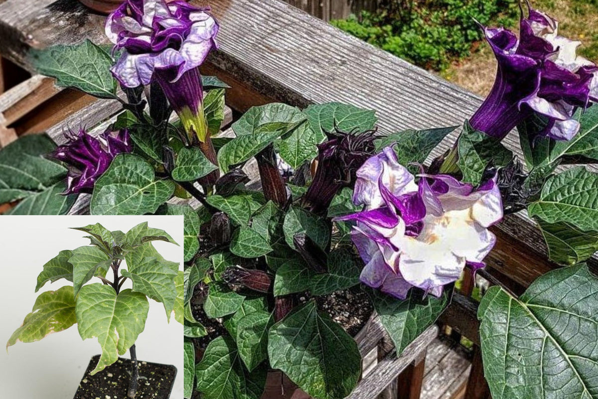 Ballerina Purple Datura Live Plant, Datura Metel, 3 Inch Starter Pot, Ruffled Purple Trumpet Flowers, Ornamental Garden Plant