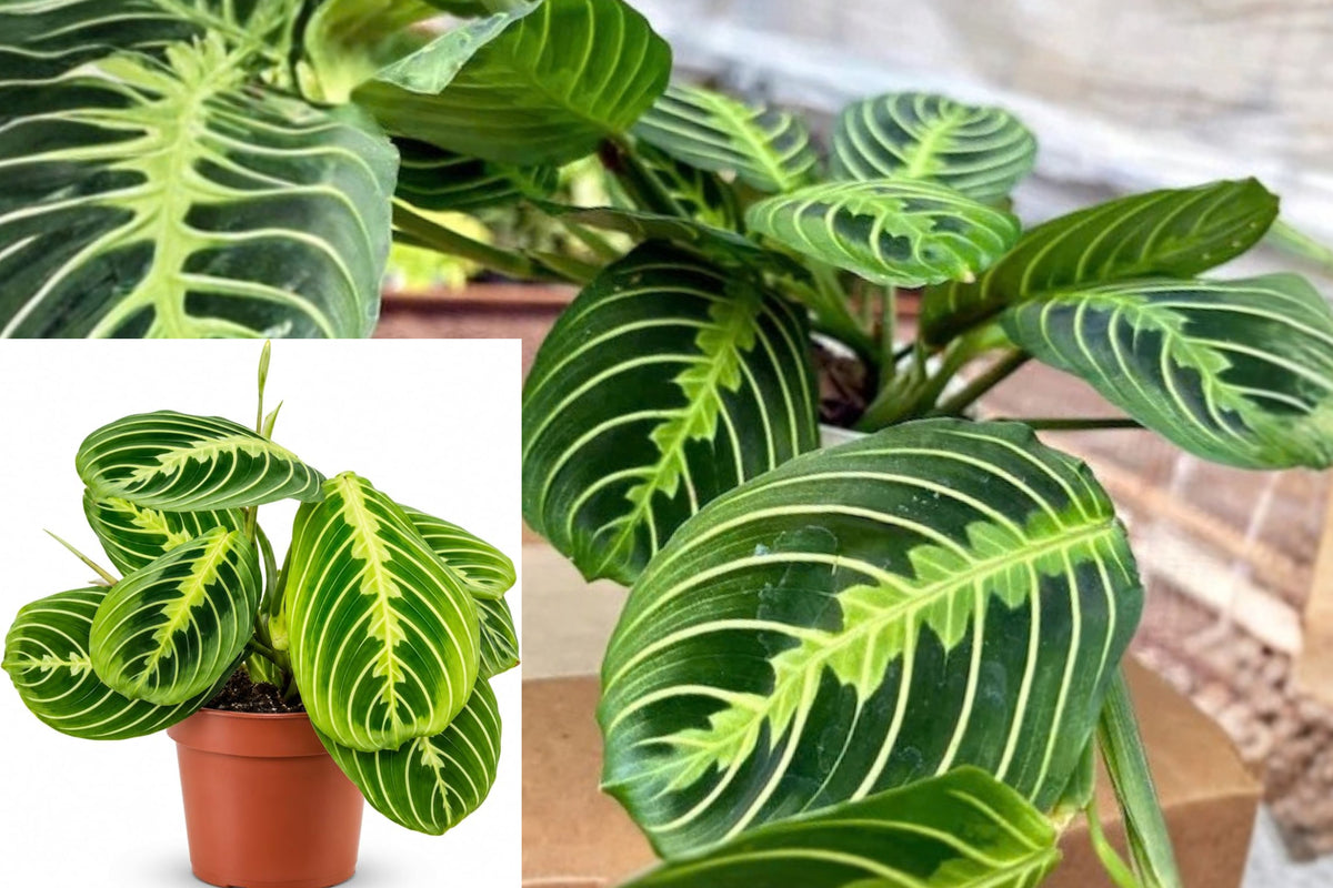 Maranta Lemon Lime Live Plant – 1 Indoor Houseplant – 4-Inch Size