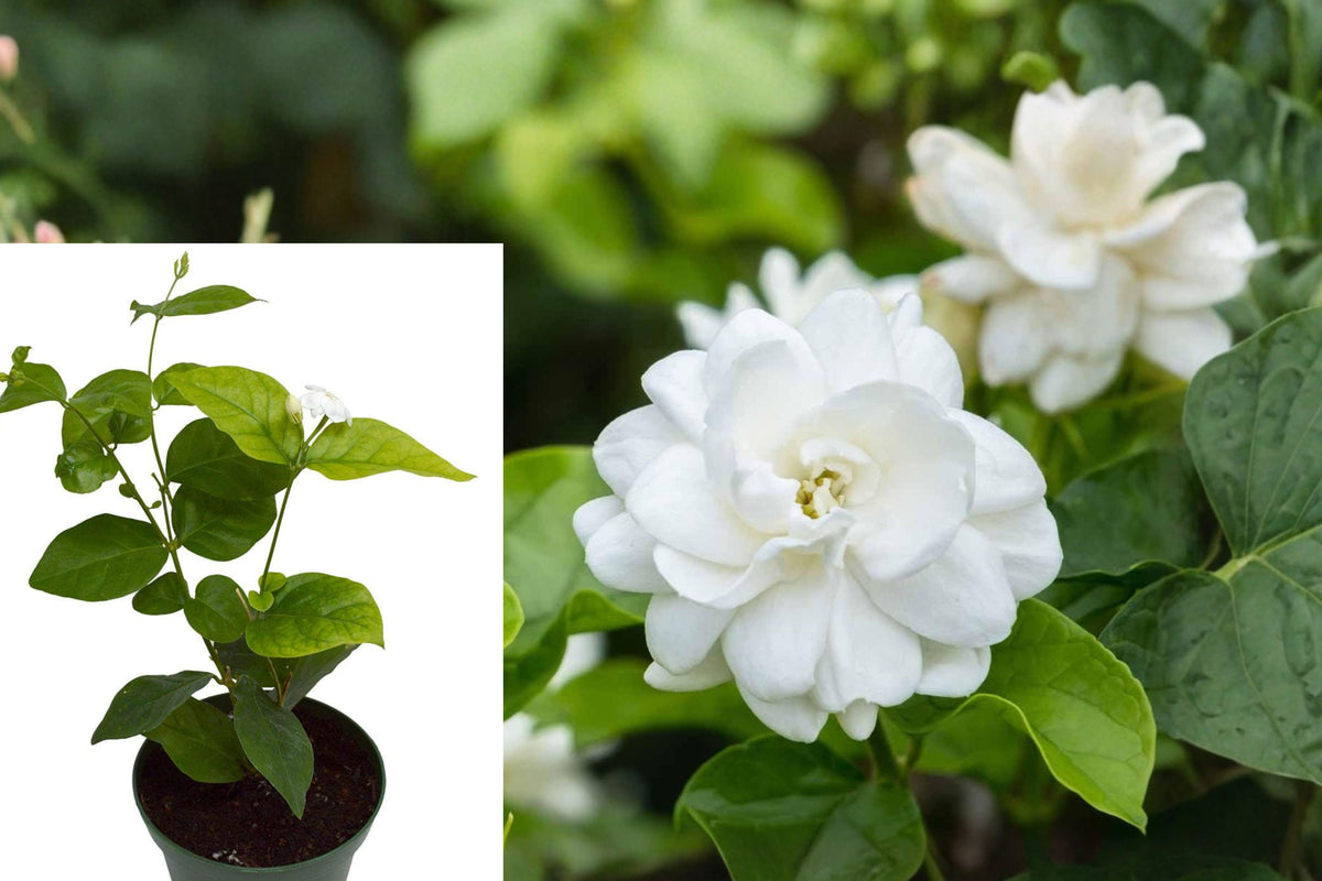 Arabian Jasmine Live Plant, Maid of Orleans Jasmine, White Fragrant Flowers, 4 Inch Pot, 8–10 Inch Tall