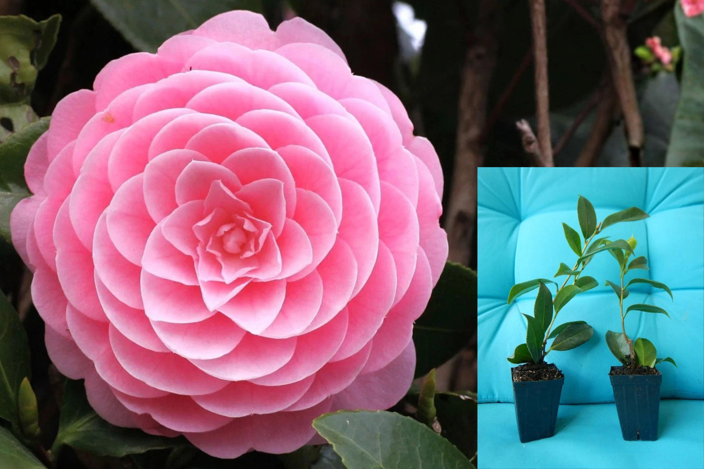 Otome Camellia Japonica Live Starter Plant – Camellia japonica
