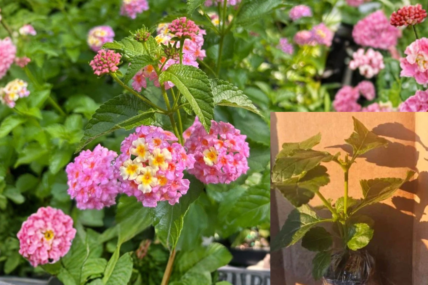 Chapel Hill Pink Huff Lantana Live Plant Plug – 1–3" Tall