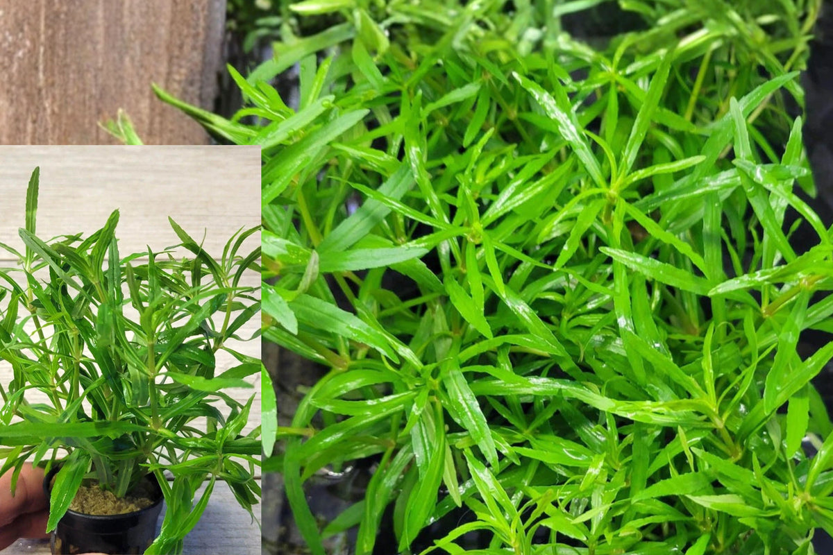 Pogostemon Stellatus ‘Octopus’ Live Aquarium Plant – Freshwater