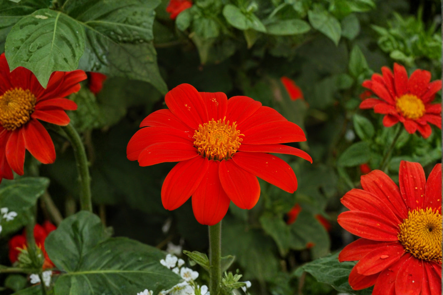 Mexican Sunflower Live Starter Plant – Tithonia rotundifolia