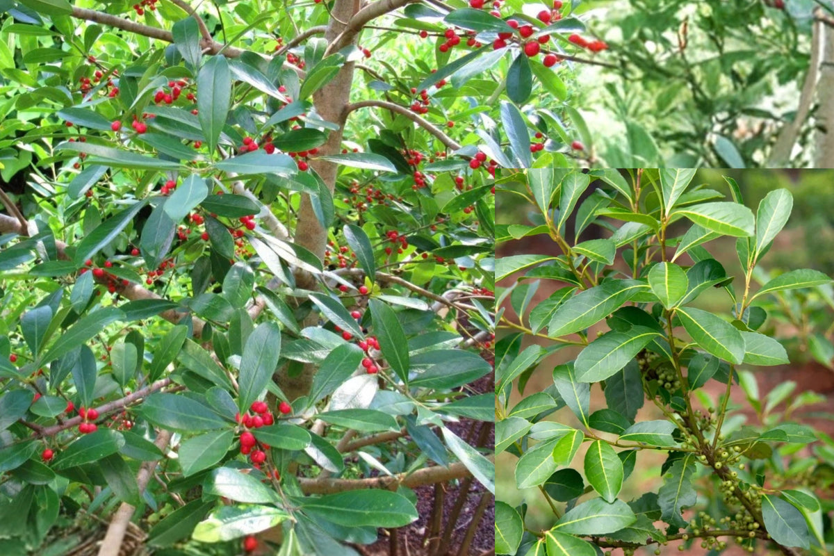 Yerba Mate Live Plant 4–6 Inch – Ilex paraguariensis Tea Plant