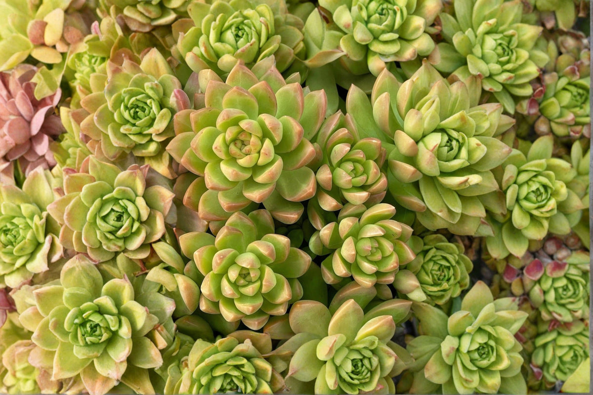 Sedum adolphi Golden Glow 2–3 Inch Unrooted Live Plant Cutting