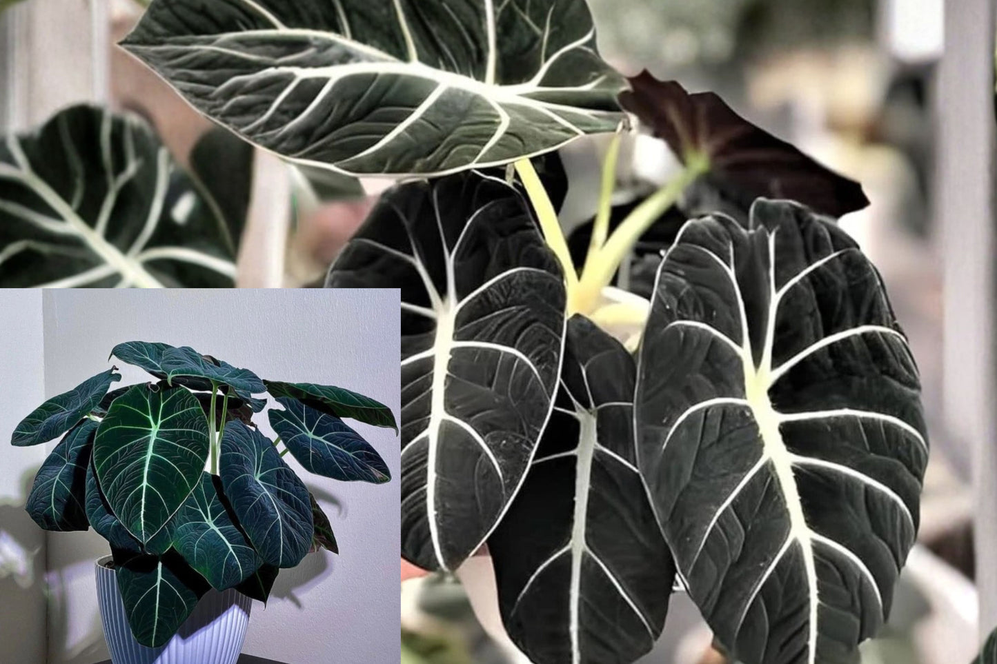 Black Velvet Alocasia Live Plant 4–7 Inch – Alocasia reginula