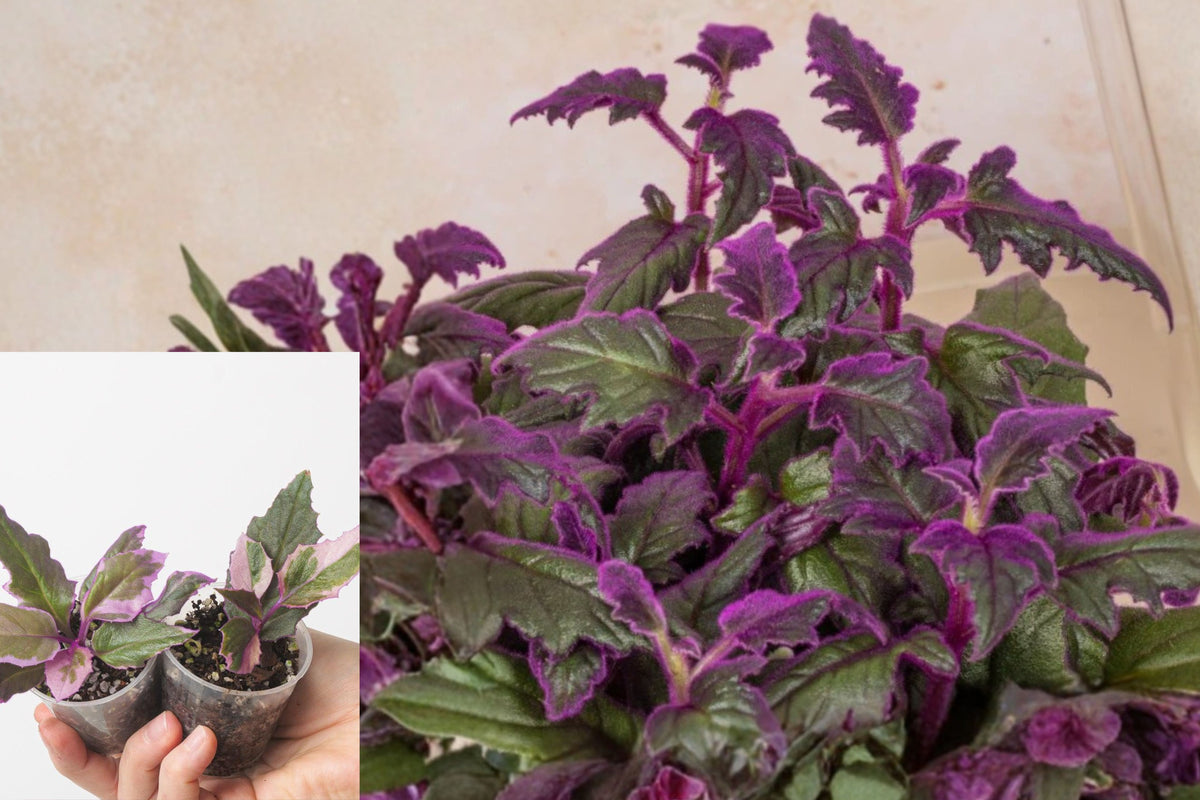 Live Purple Passion Gynura Plant, 2 Starter Plants, Purple Foliage Houseplant, 4 Inch Nursery Pot, Ships Bare Root Without Pot