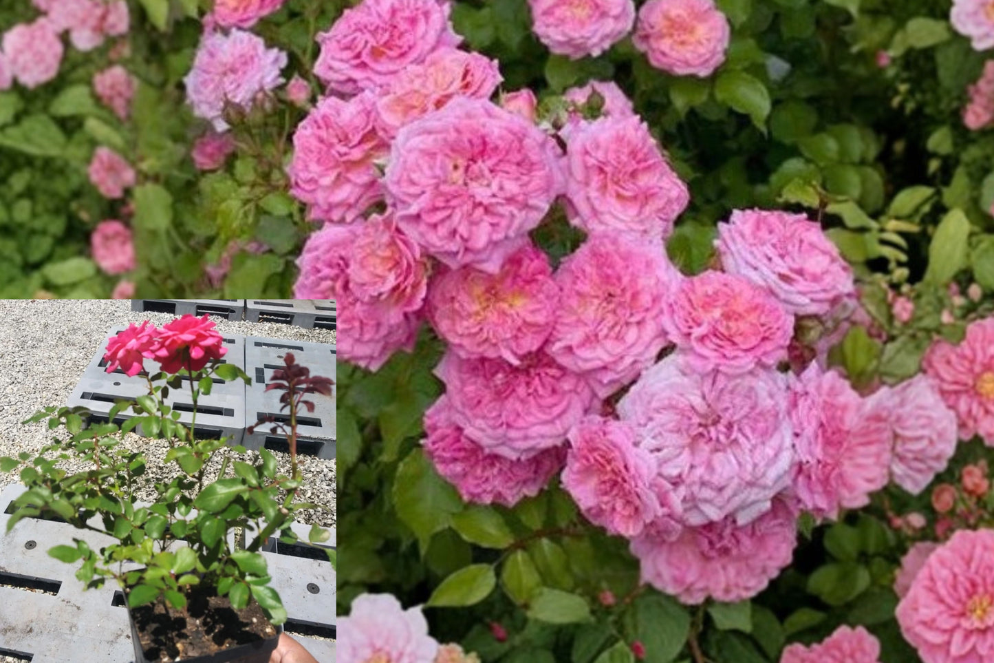 Sweet Drift® Pink Groundcover Rose Live Plant – 1 Quart – Rosa 'Meiswetdom'