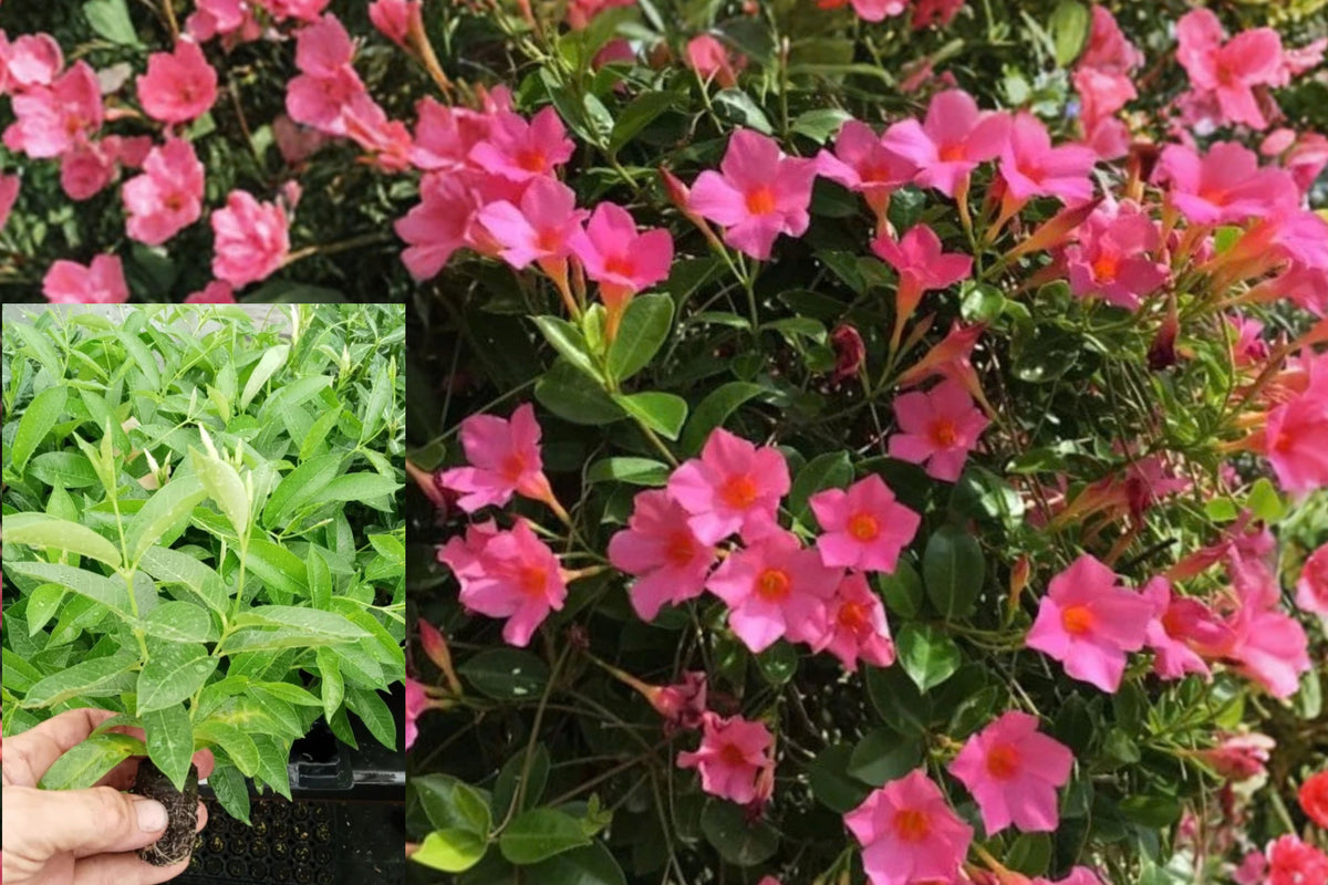 Pink Mandevilla Live Plants – 2 Rooted Plants, 4–6 Inch, No Pot