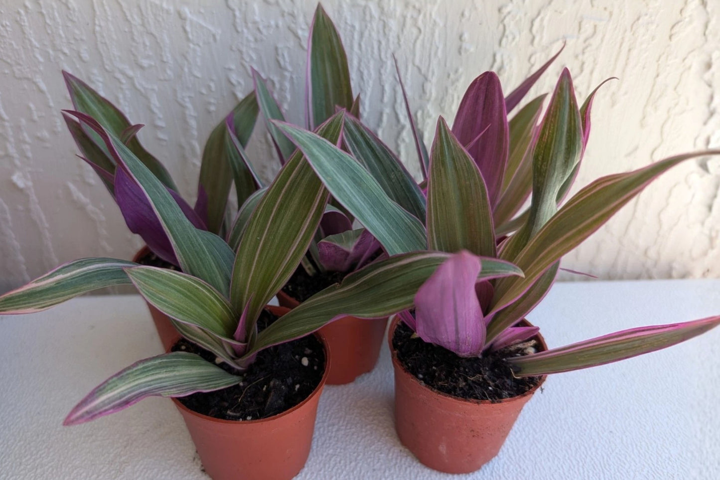 Tri-Color Moses in the Cradle Live Plant – 3" Pot – Tradescantia spathacea