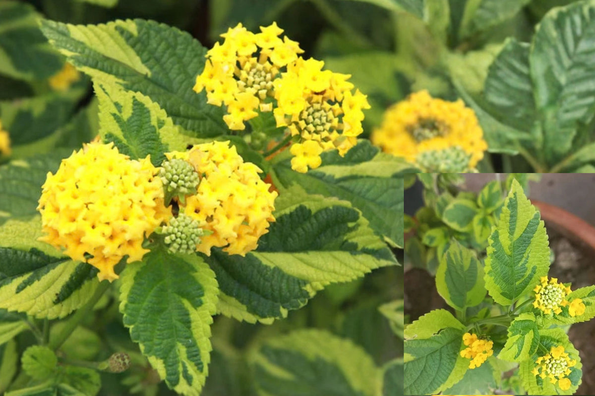 2 Samantha Lantana Live Plants – 4–6 Inch – Lantana camara