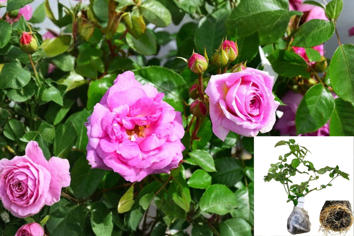 Angel Face Floribunda Rose 1 Live Starter Plant – 4–6 Inches Tall – Rosa