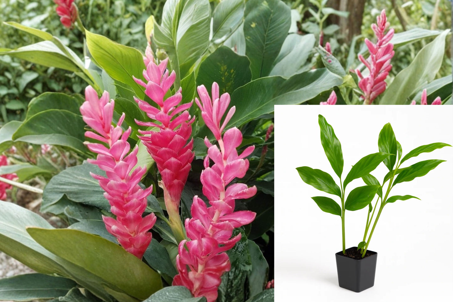 Hot Pink Ginger Live Plant – 1 Plant – 4 Inch Pot – Alpinia purpurata