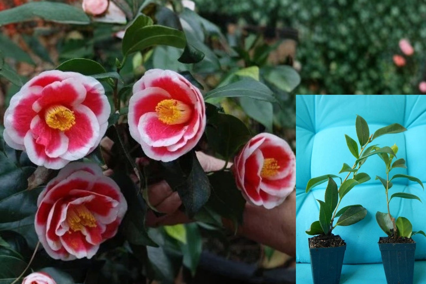 Tama Electra Camellia Live Starter Plant – Camellia japonica