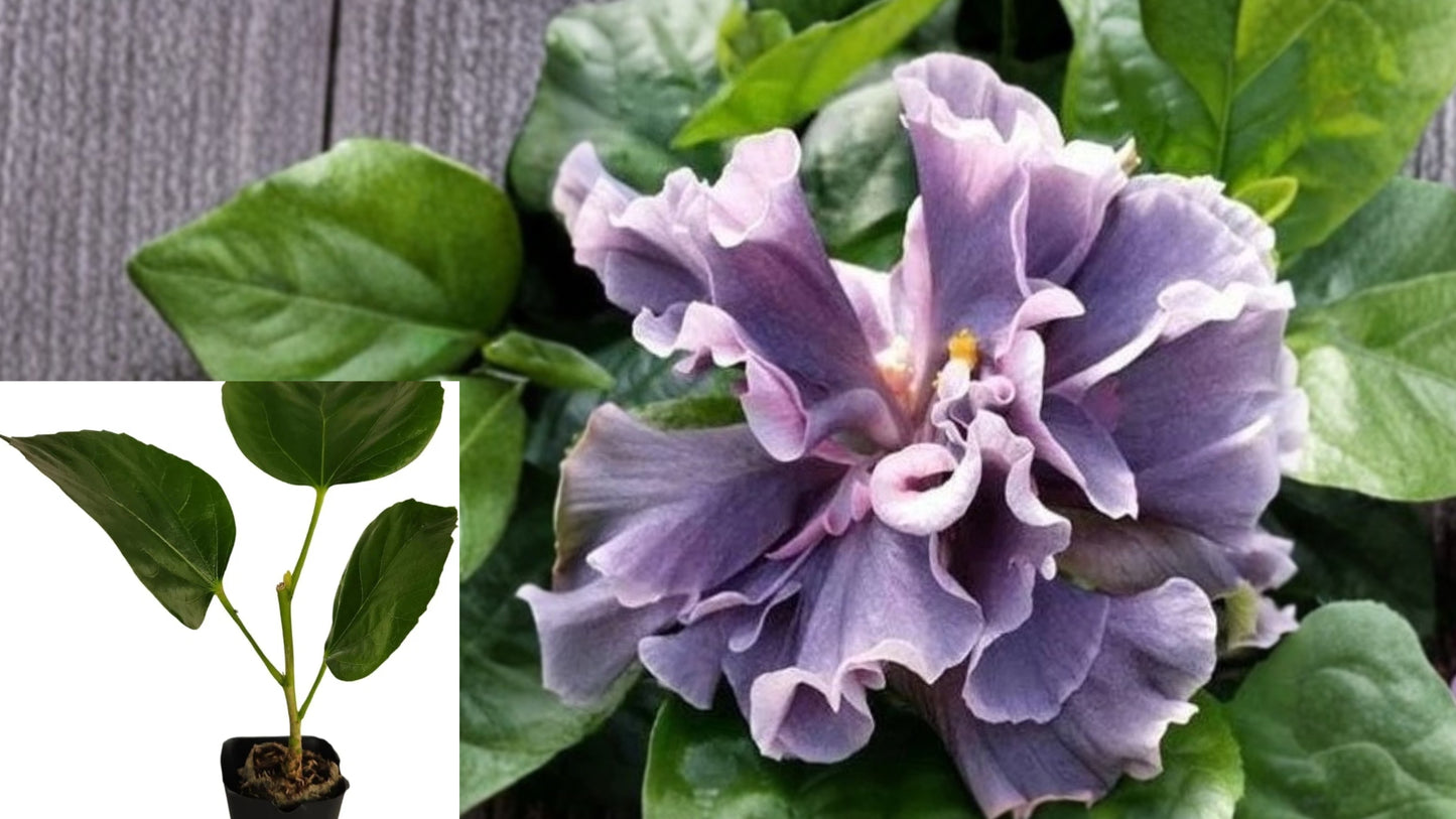 Hibiscus Cajun Color Marianne Charlton Live Starter Plant – Tropical Flowering