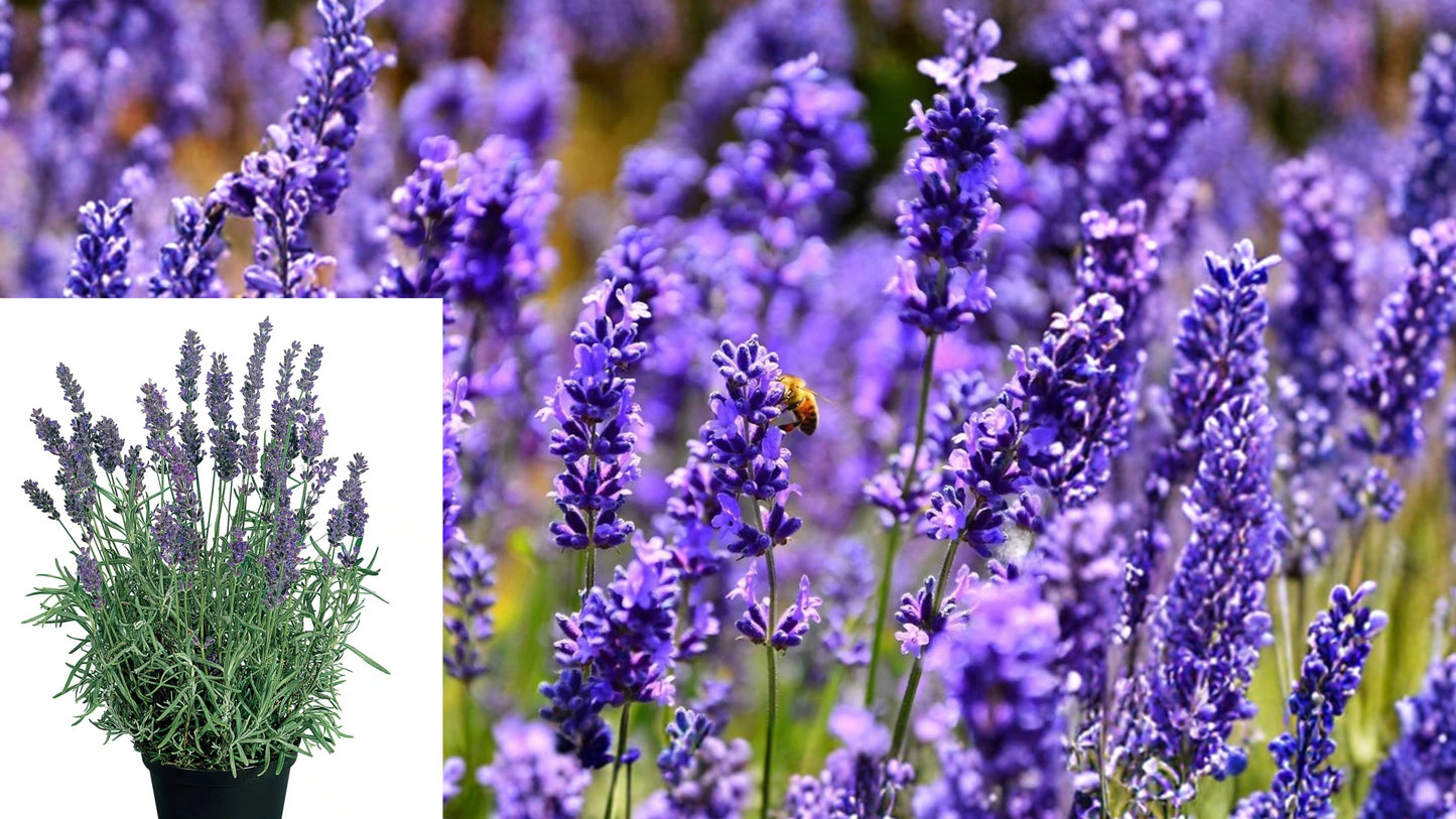 Organic Hidcote Lavender Live Starter Plant – Lavandula angustifolia 'Hidcote'