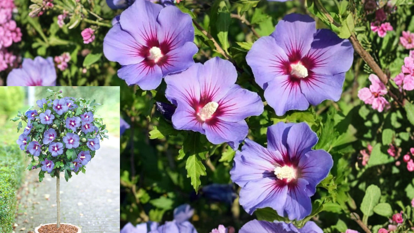 Purple Rose of Sharon Live Plant – Quart Pot – Hibiscus syriacus