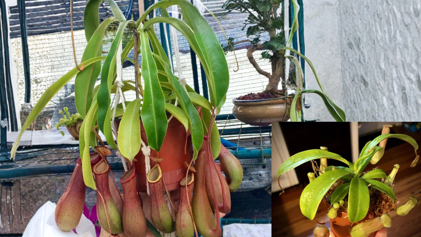 Nepenthes Ventricosa Live Pitcher Plant – Tropical Carnivorous Plant