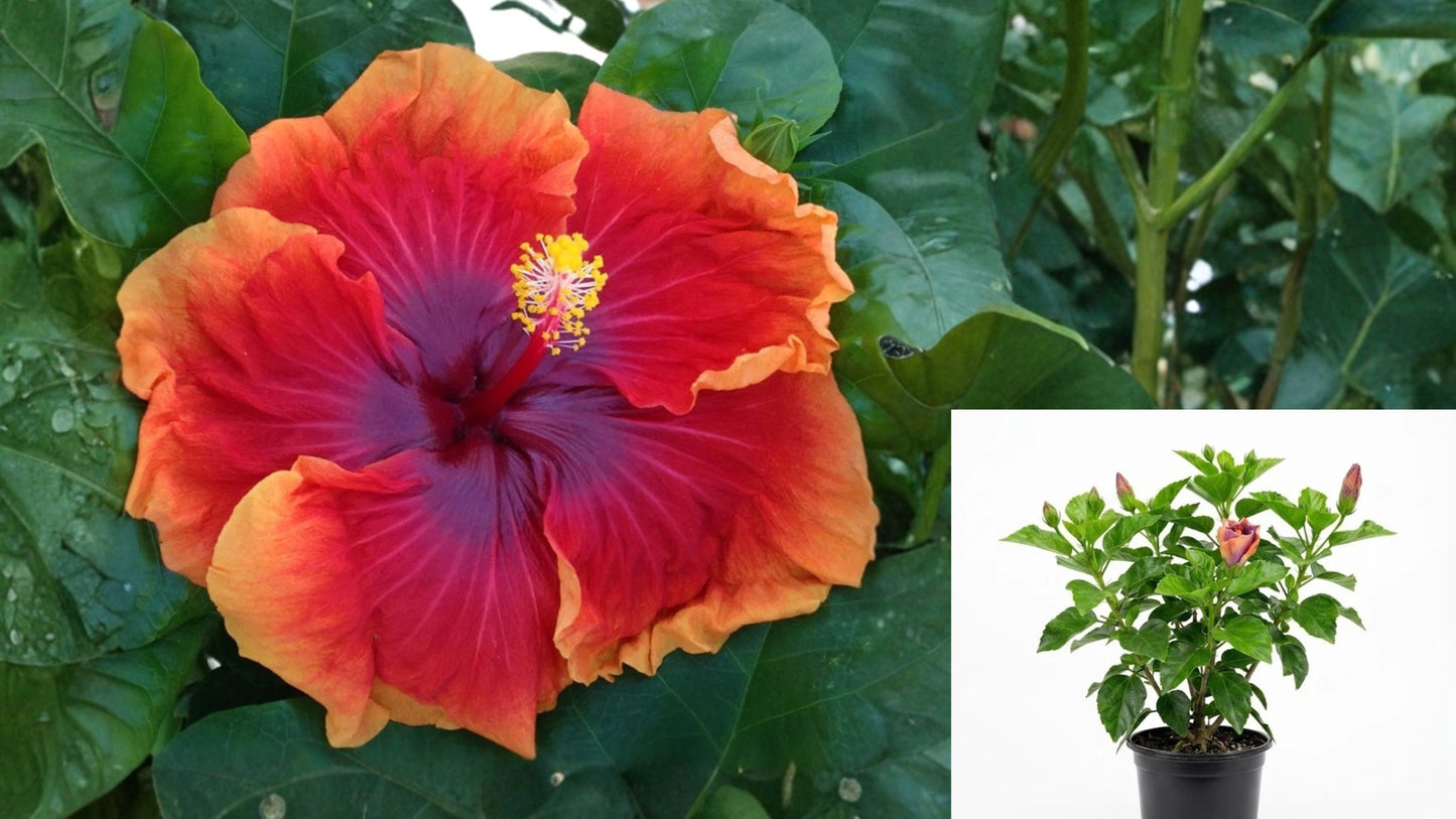 Hibiscus Imperial Dragon Live Plant – 4-Inch Pot – Hibiscus rosa-sinensis