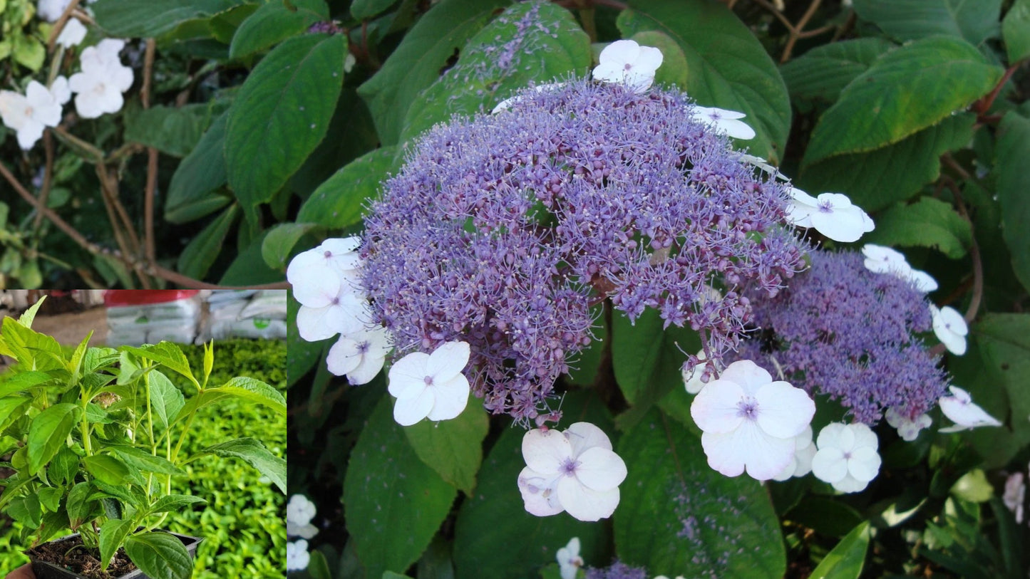 Blue Bird Lacecap Hydrangea Live Plant – 1 QT – Hydrangea