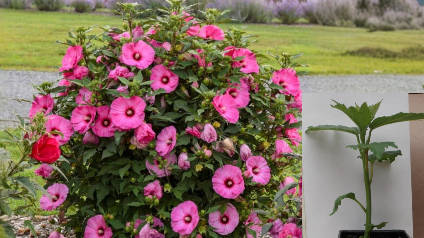 Candy Crush Hardy Hibiscus Live Plant – 2.5" Pot – Big Pink Flowers