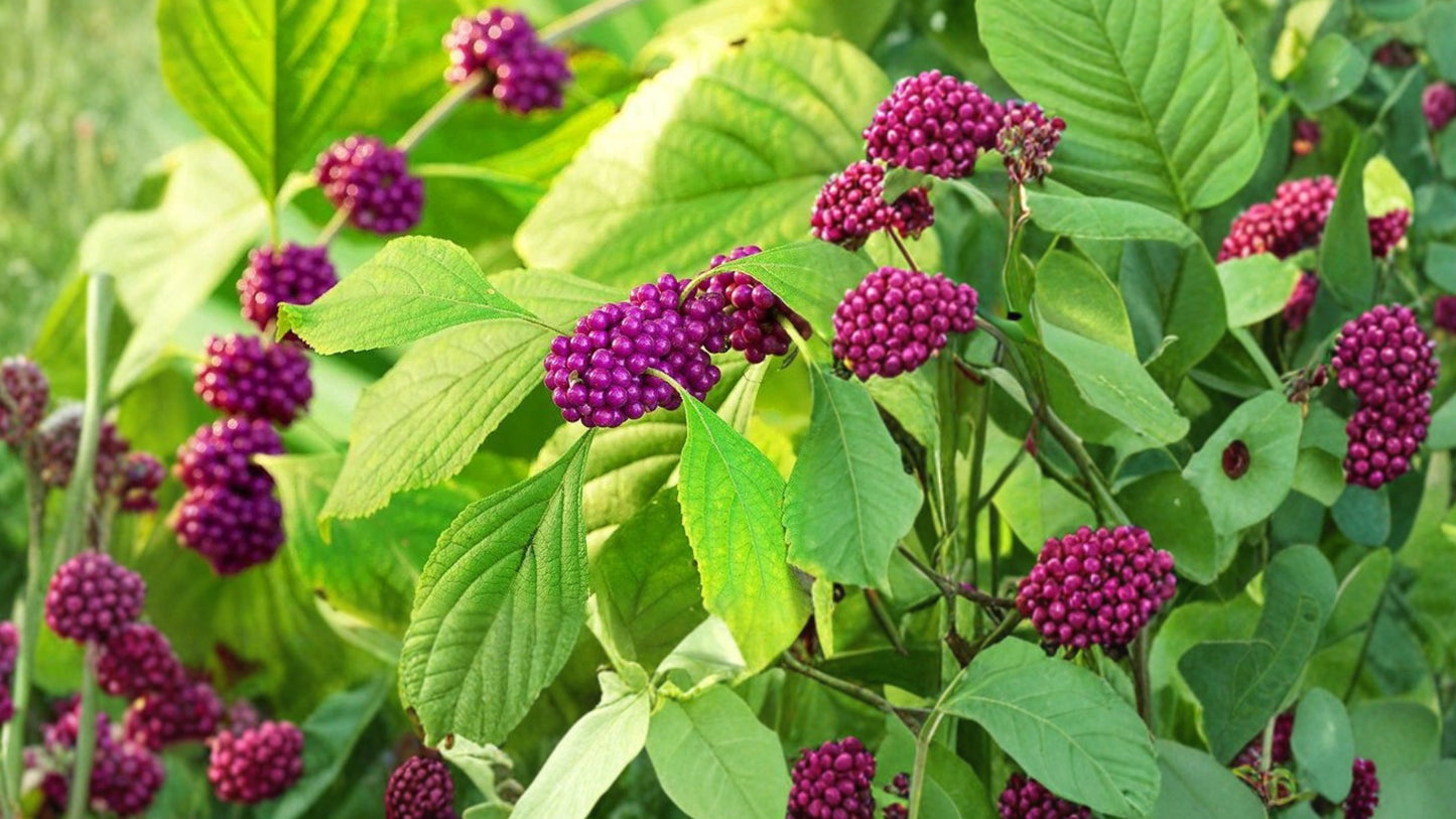 American Beautyberry Live Plant – 1 Gallon Fully Rooted – Callicarpa americana