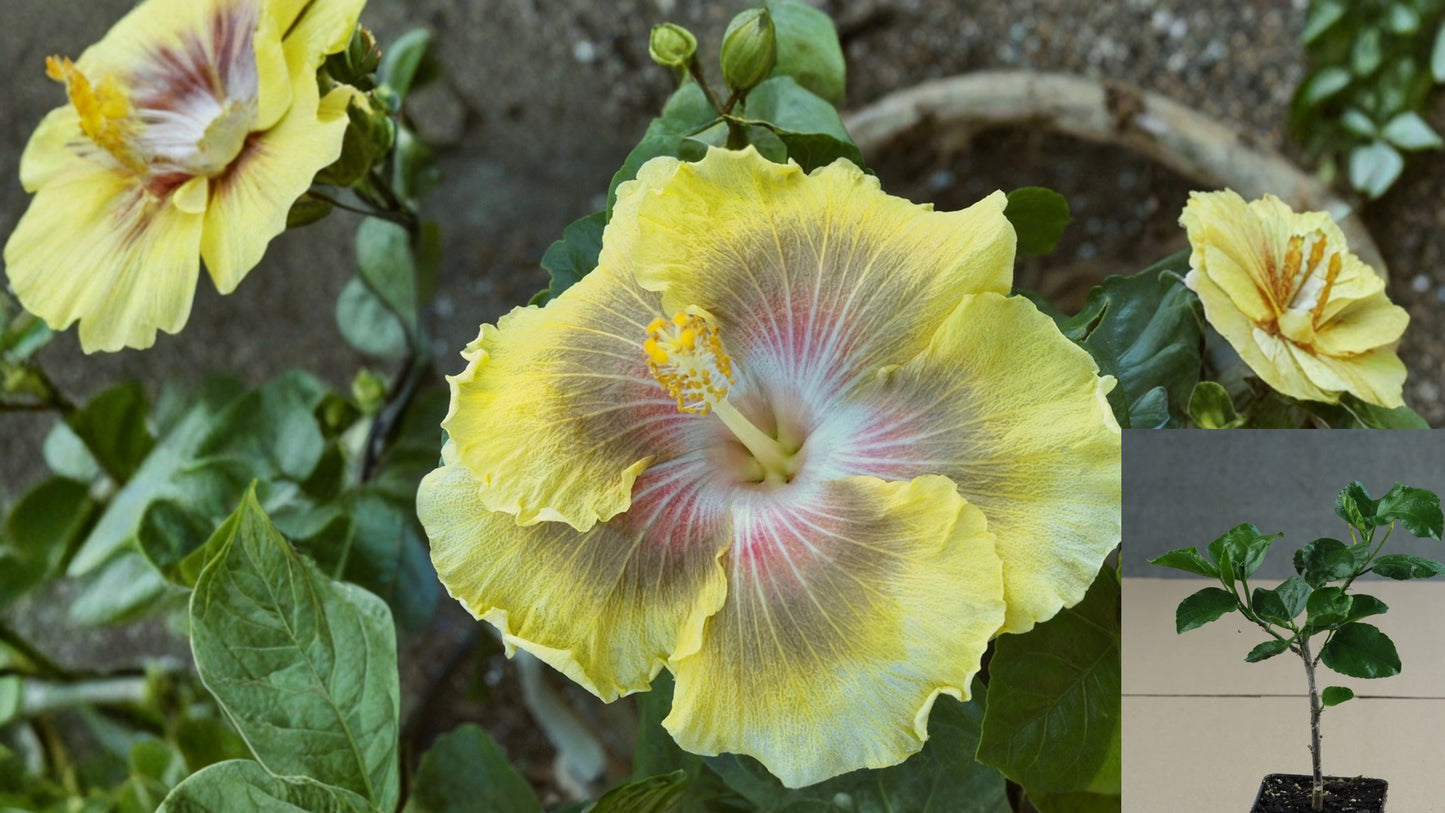 Tahitian Red Setting Sun Tropical Hibiscus Live Plant – 4.5 Inch Pot