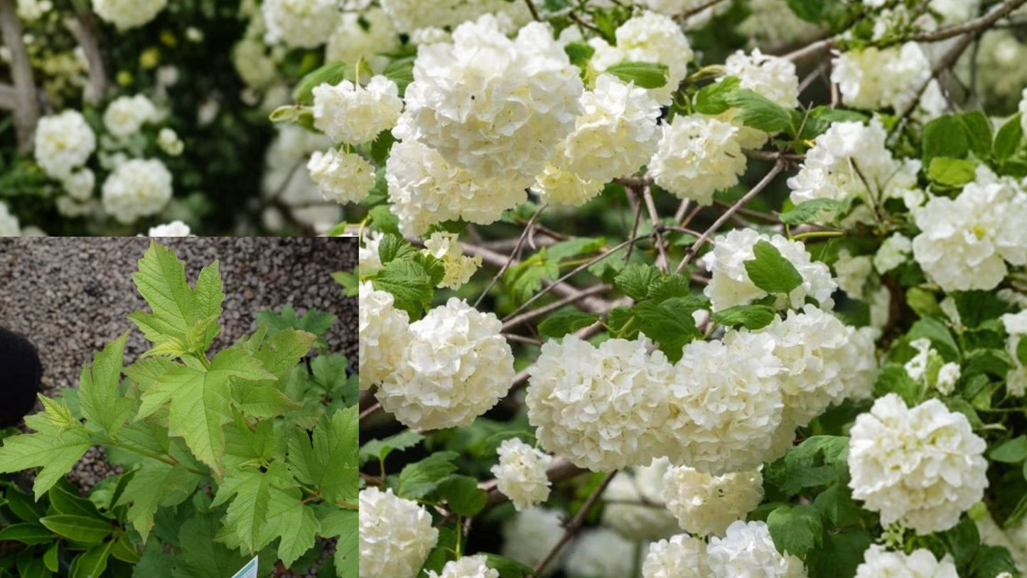 Chinese Snowball Viburnum Live Plant 3.5 in Pot – Viburnum macrocephalum f. keteleeri