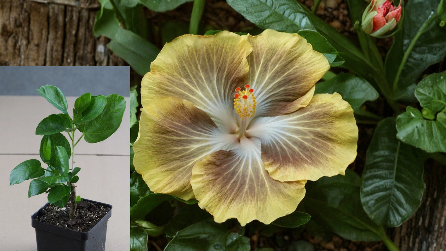 Tahitian Solar Eclipse Tropical Hibiscus – 4.5" Pot – Hibiscus rosa-sinensis