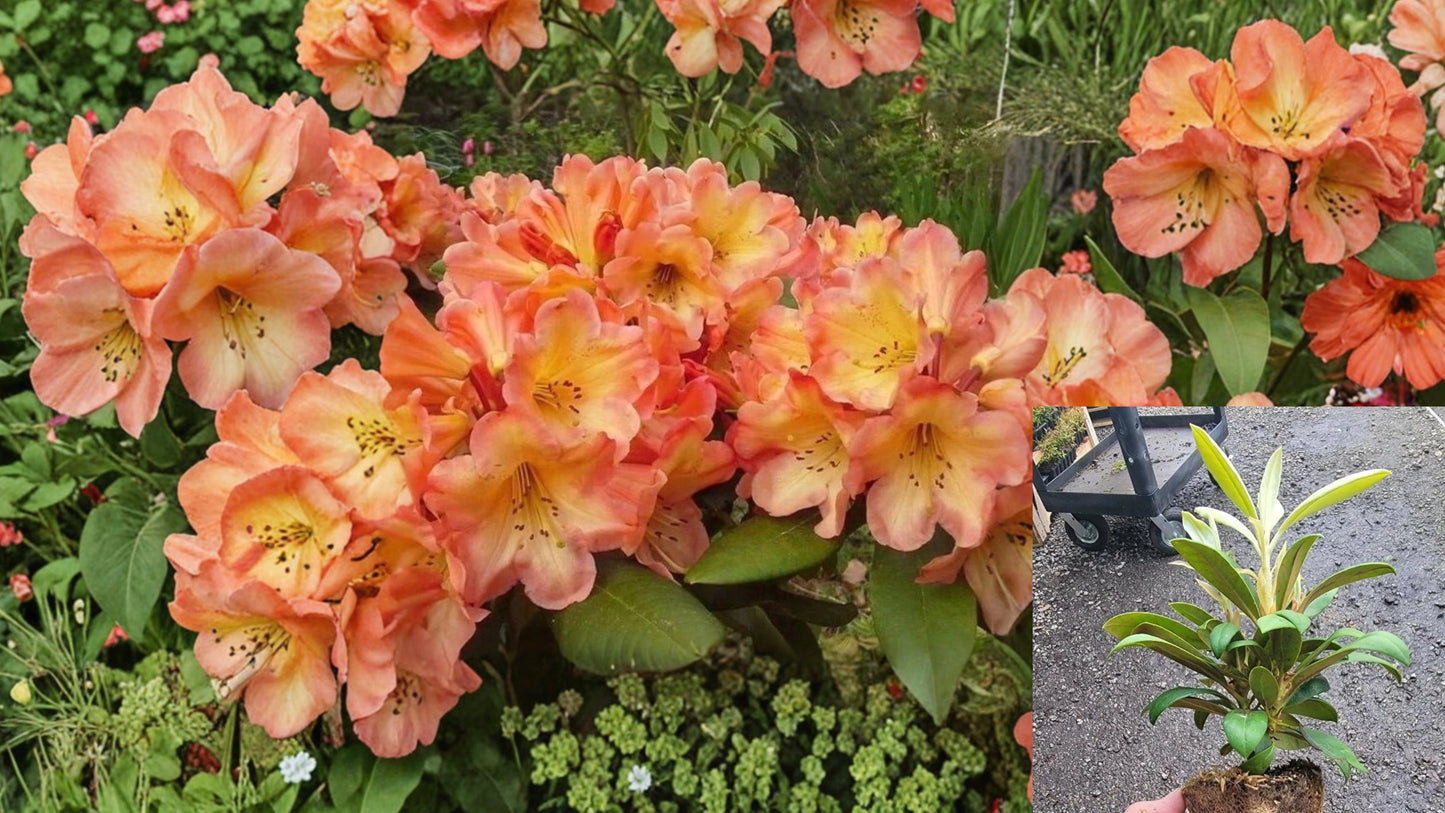 Honey Butter Rhododendron Live Starter Plant – Rhododendron