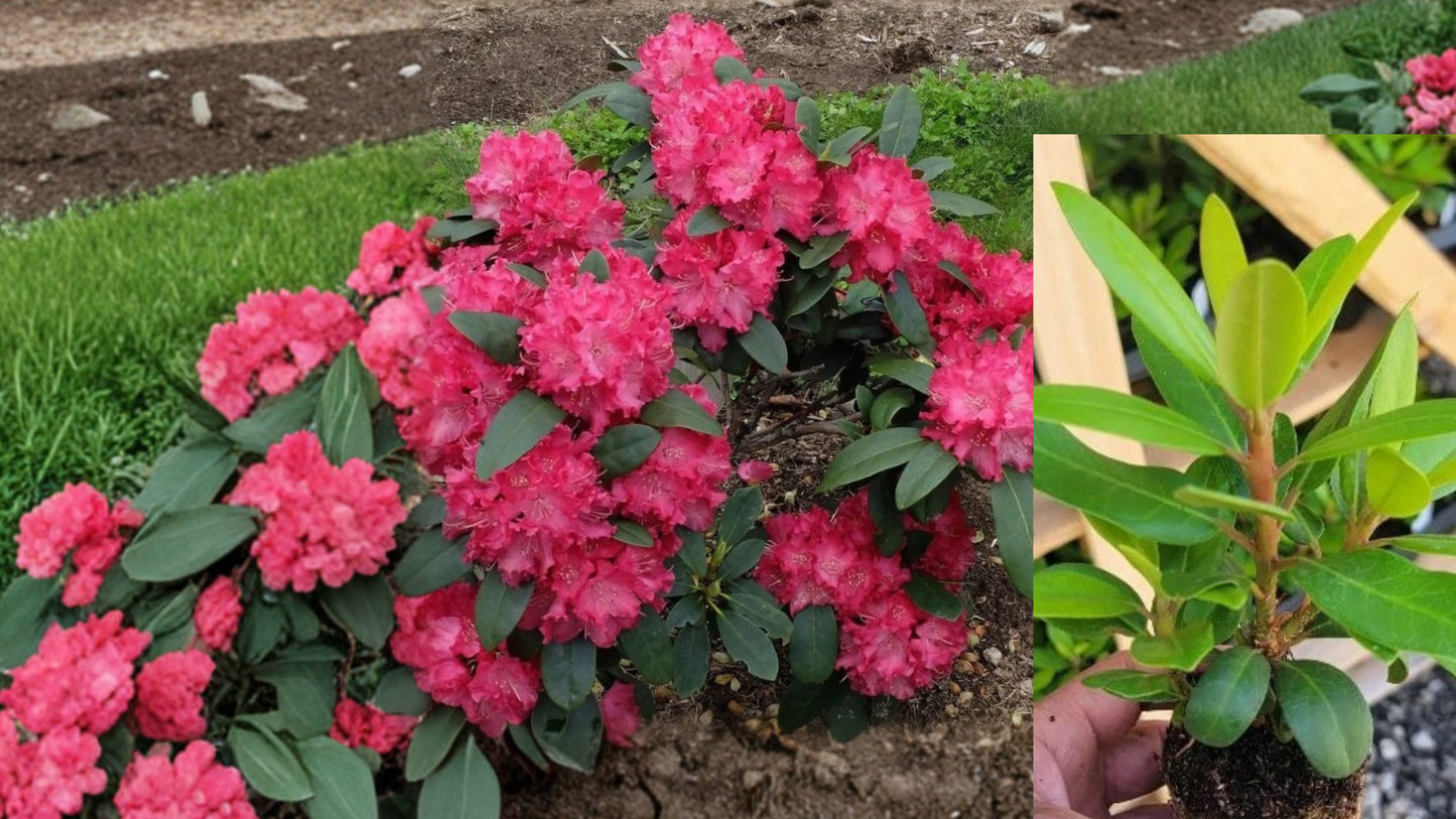 Holden Red Rhododendron Live Starter Plant – Rhododendron