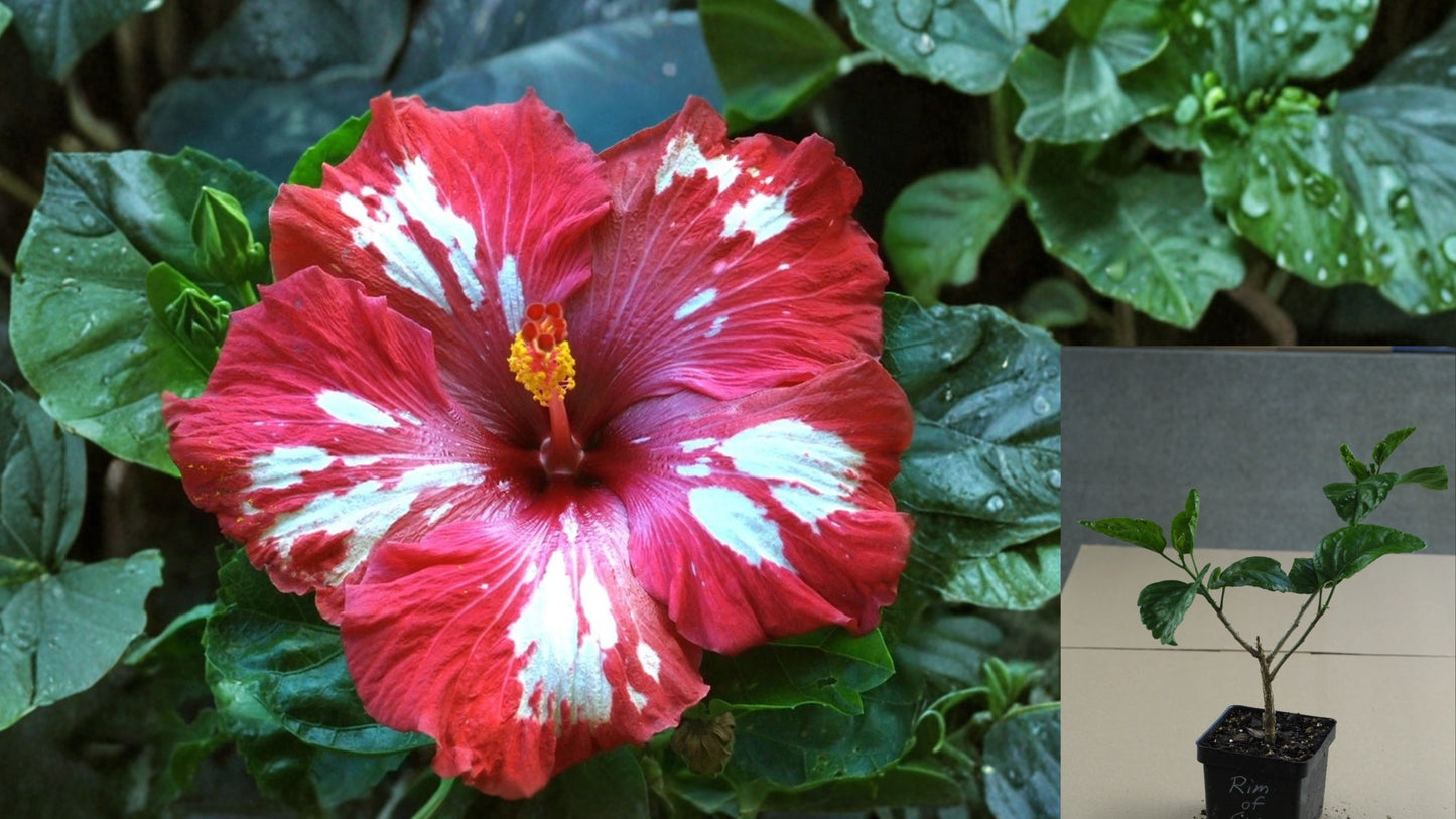 Rim of Fire Tropical Hibiscus Live Plant – 4.5 Inch Pot